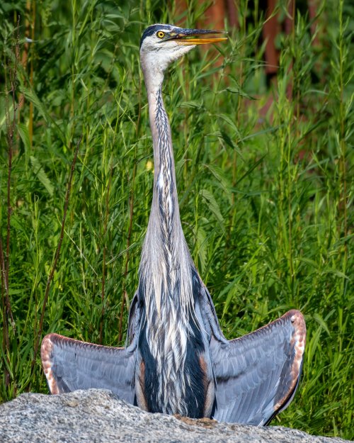 Interesting looks of a GBH...