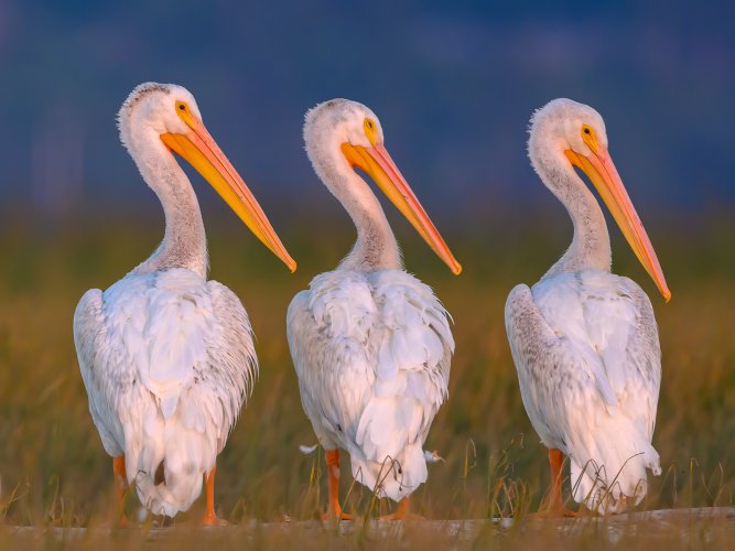 American White Pelicans, Delta, British Columbia
