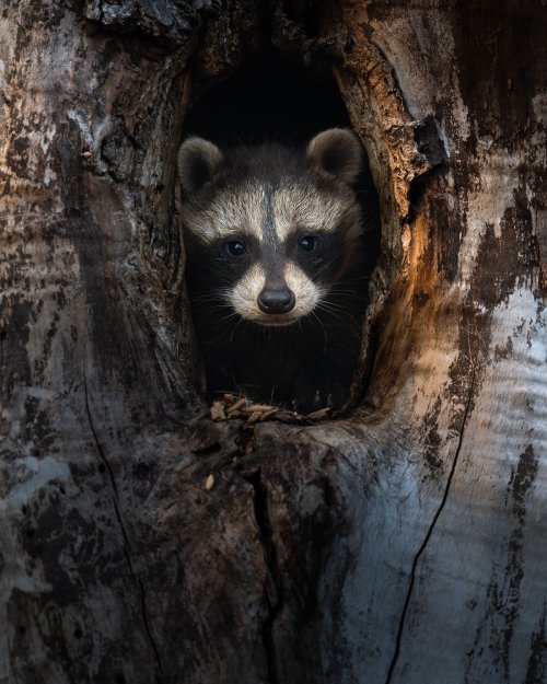 Young Raccoon Peeking Out