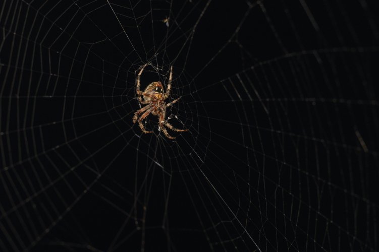 Spider on my porch