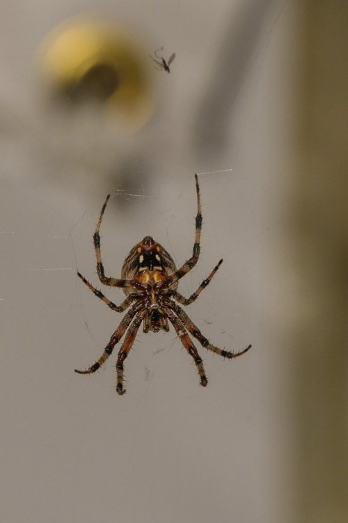 Spider on my porch