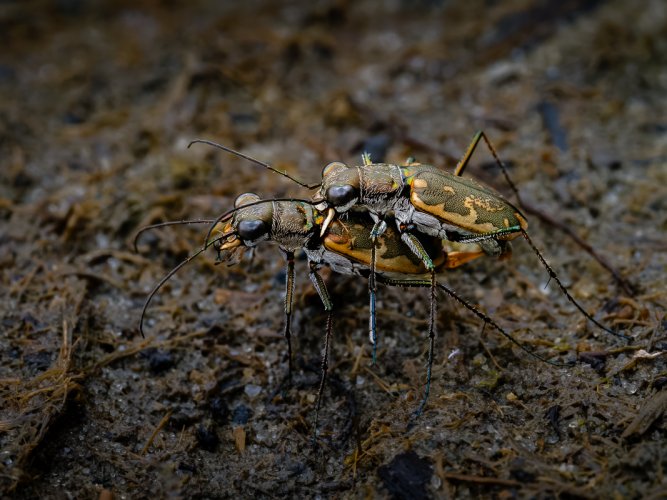 Margined Tiger Beetles mating