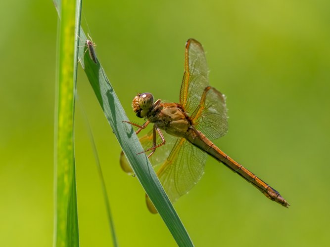 some dragonfly portraits