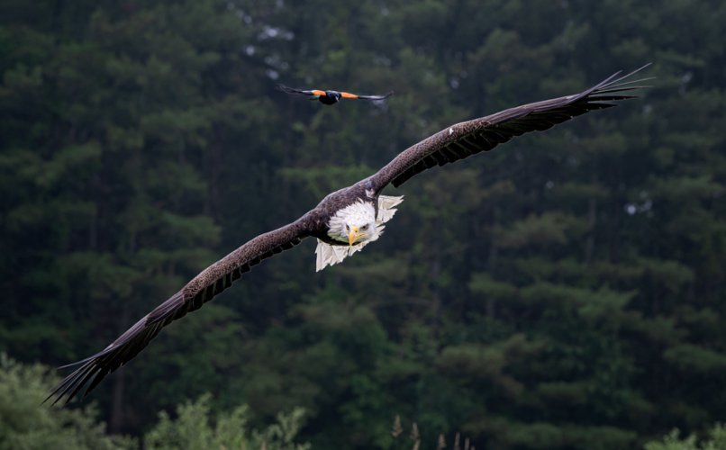 Red-wing blackbird mobbing a Bald Eagle