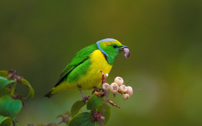 An underappreciated bird of Costa Rica