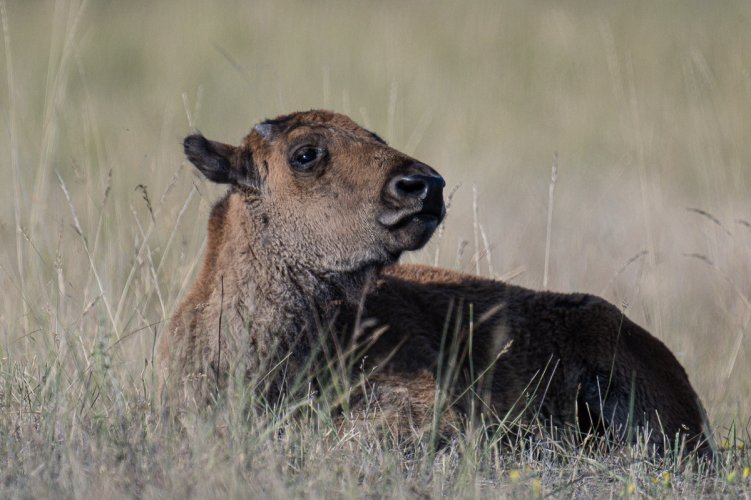 "Baby" day at the bison range: mule deer fawn  stotting and red dog bison calf