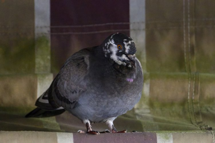 What kind of Pigeon is it?
