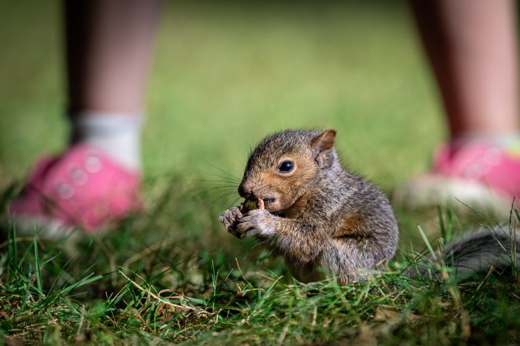 Juvenile Squirrel
