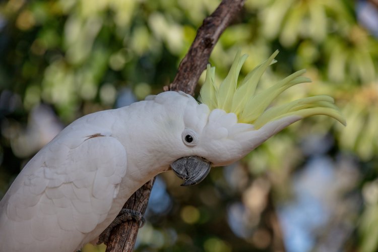 Colour of skin around eye of Sulphur crested cockys