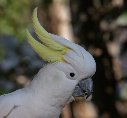 Colour of skin around eye of Sulphur crested cockys