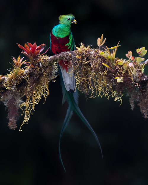 Quetzal With Dinner