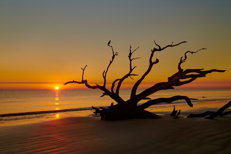 Driftwood Beach Sunrise, Jekyll Island GA