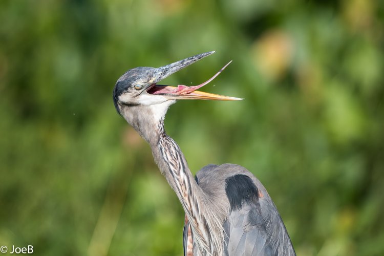GBH Up close and personal