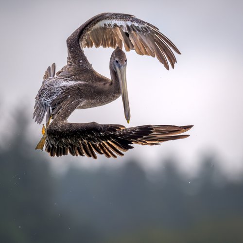 Brown Pelican Turning to Start a Dive