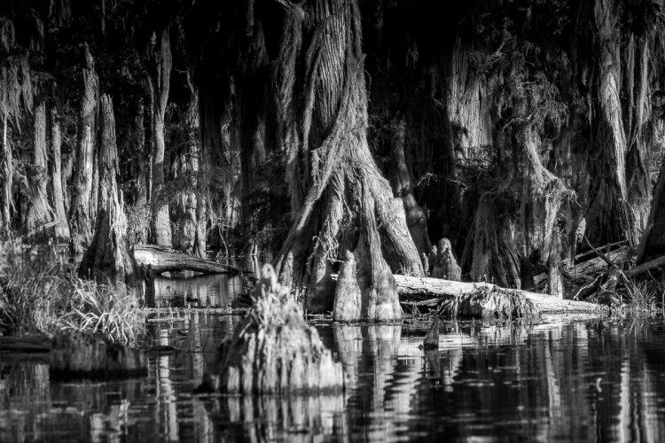 Lake Martin Swamp, Louisiana