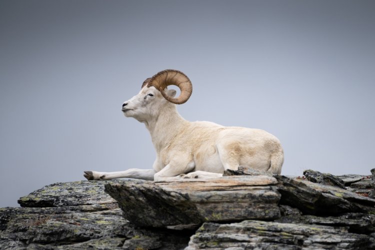 Dall Sheep Ram, Denali AK