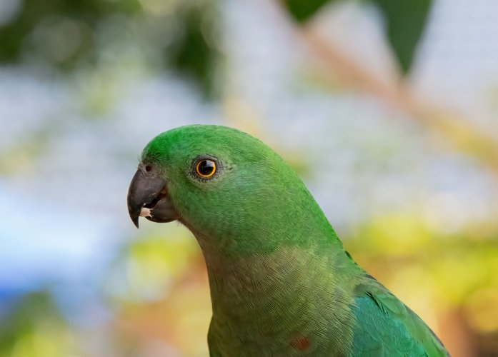 King parrots visited