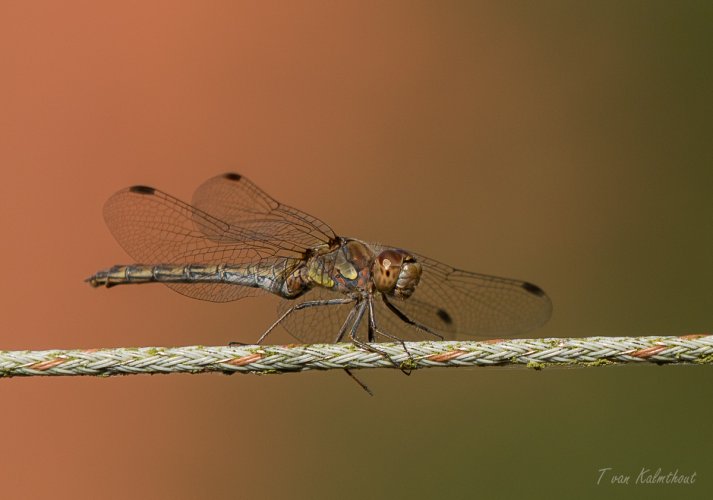 Dragonfly