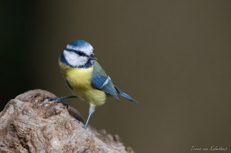 Eurasian Blue Tit
