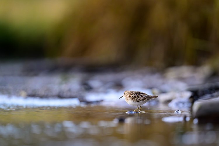 Least Sandpipers in Olympic Peninsula