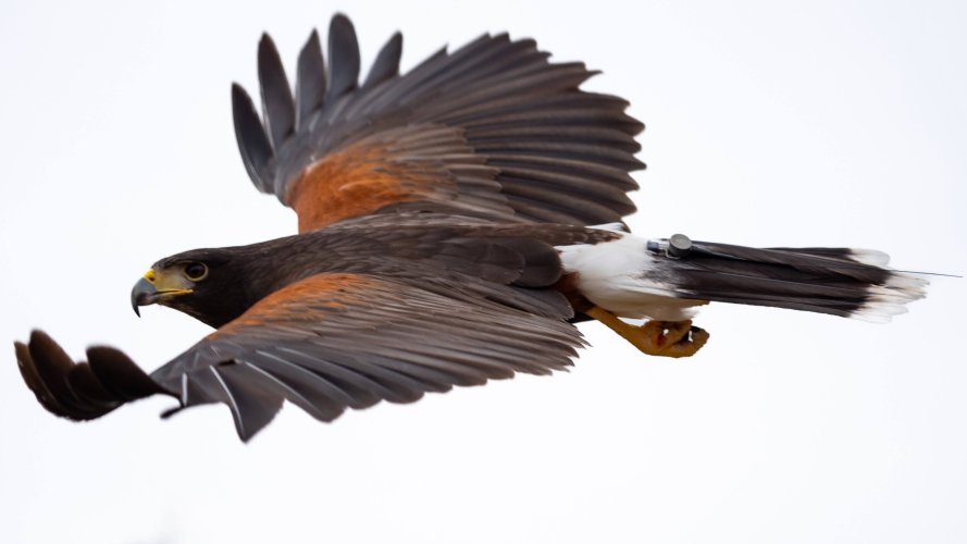 Up close at the Raptor Show