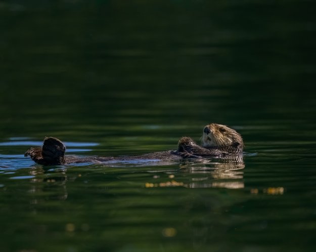 Sea Otter Nap Time
