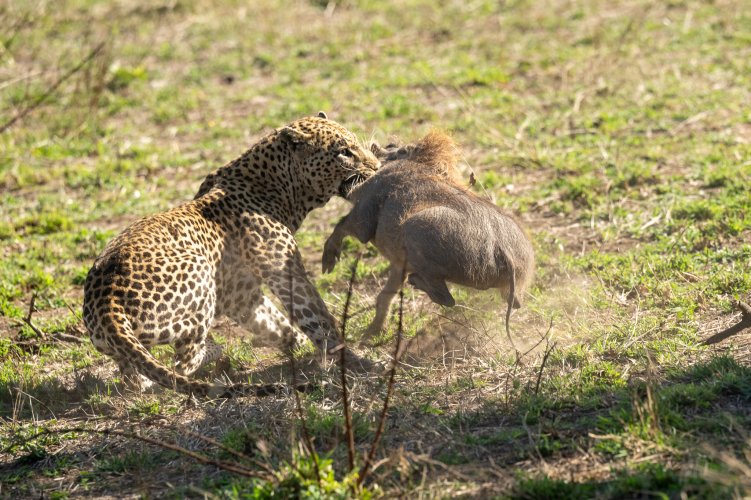 Leopard with a kill