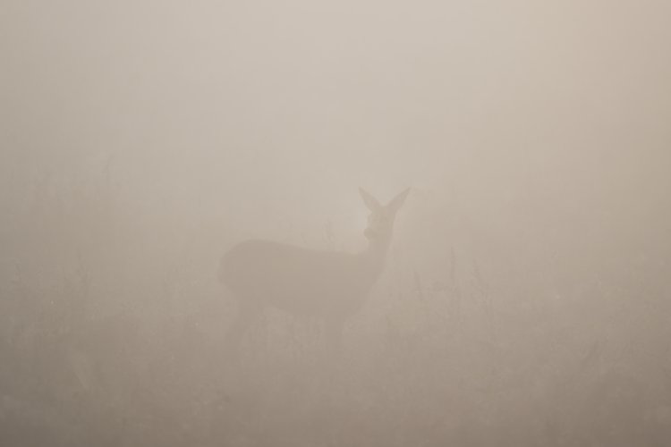 Foggy backlit roe deer