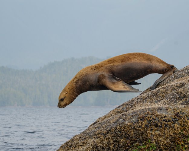 Sea Lion Taking the Plunge