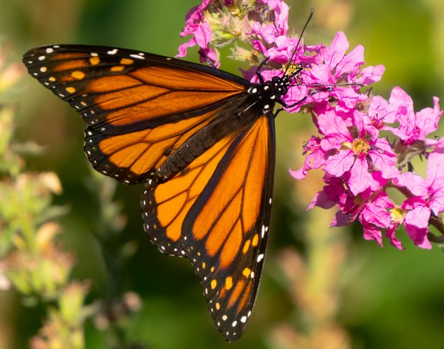 The last of the Monarch Butterflies before the migrate