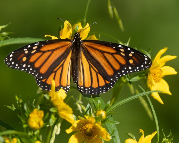 The last of the Monarch Butterflies before the migrate