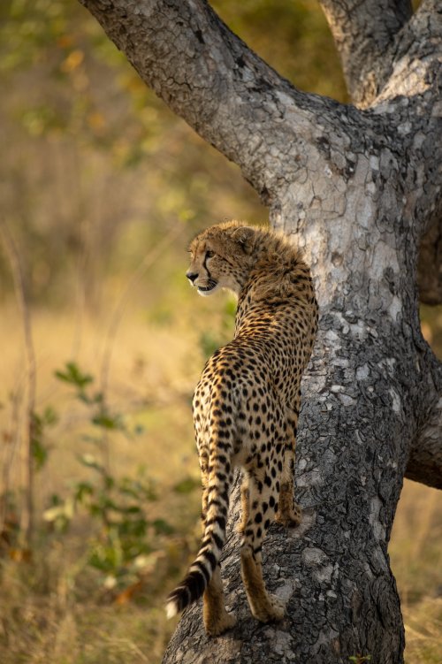 Cheetah on the lookout