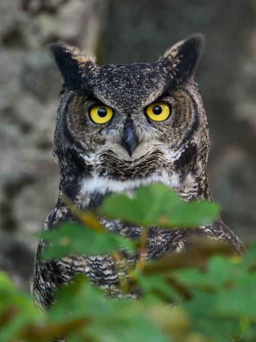 Great Horned Owl, Delta, BC