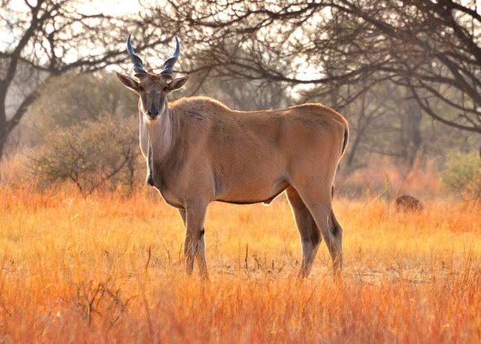 Eland (not a moose but the largest antelope)