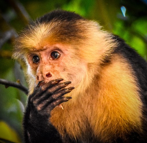 capuchin hand over mouth-2.jpg
