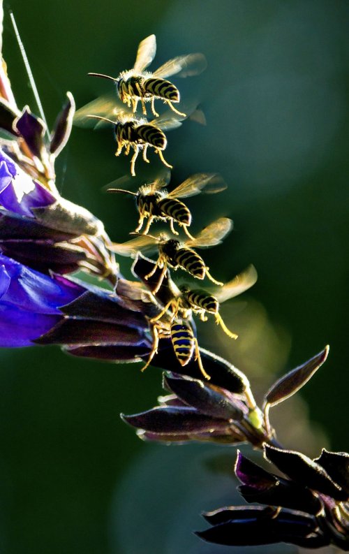 Wasp Flight