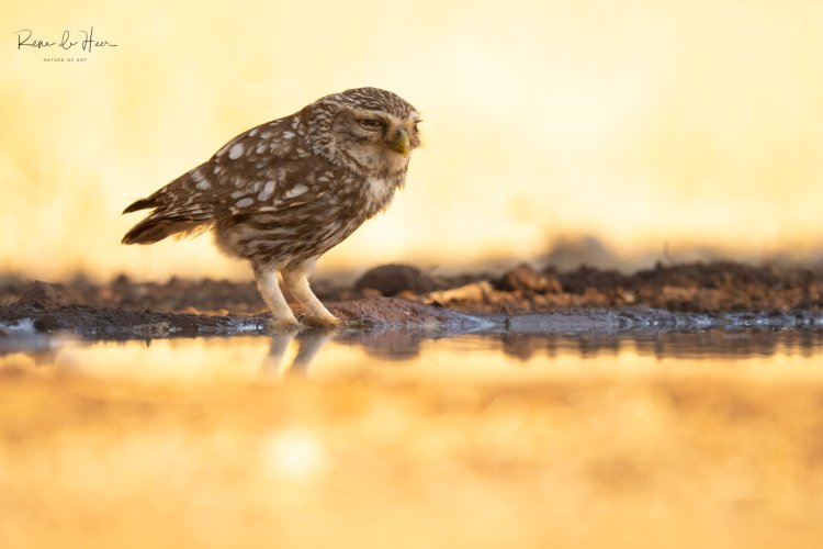 Little owl coming to drink