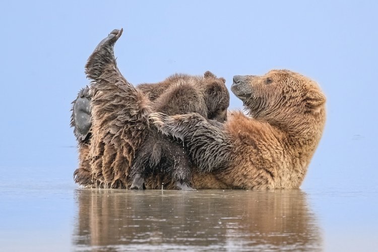 Mother Brown Bear Feeding Cubs-Lake Clark Alaska