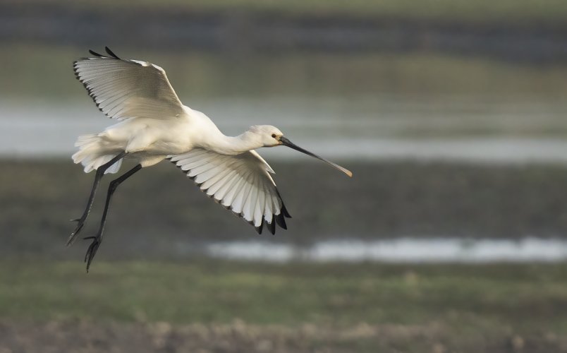 Spoonbill in the UK