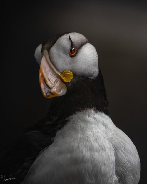 Horned Puffin Portrait