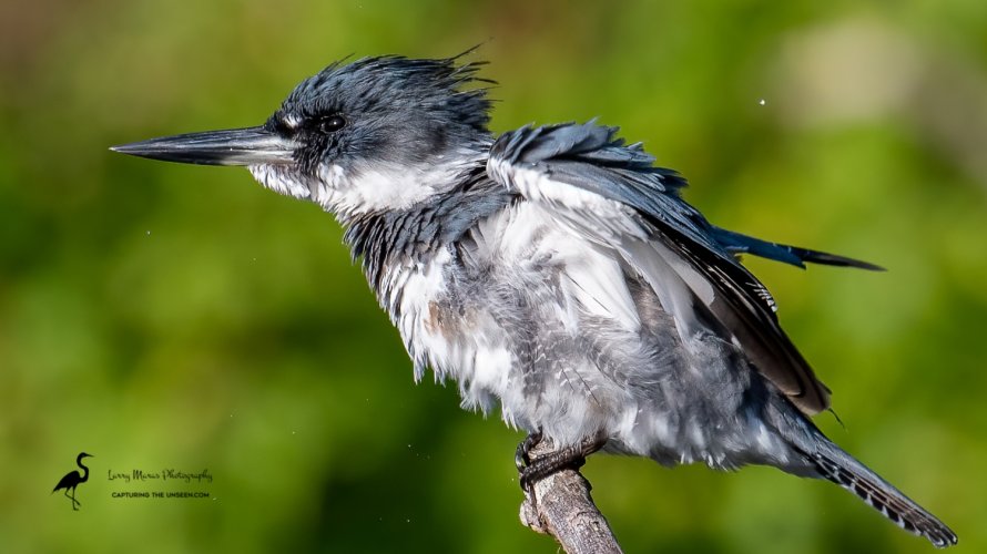 Belted Kingfisher shaking off the morning dew. And a few feathers.