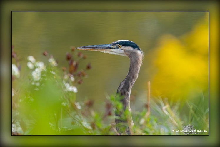 Great Blue Heron Posing for pic