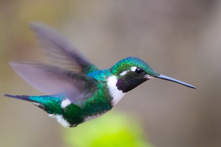 White-bellied Woodstar