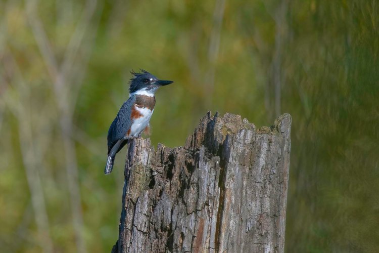 Belted Kingfisher portrait