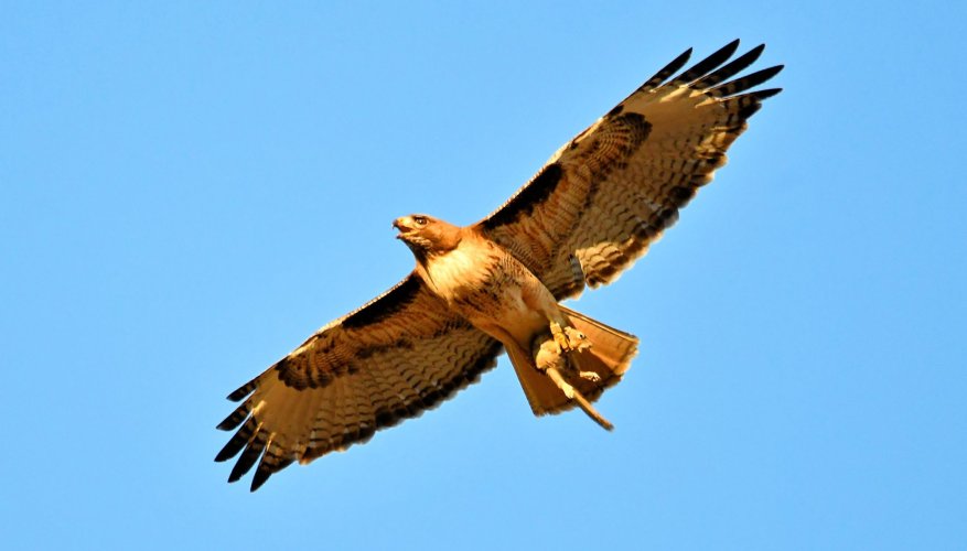 A Red Tail Hawk and a Squirrel