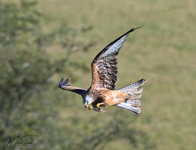 Red kite feeding on the wing