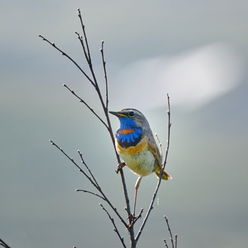 RED SPOTTED BLUETHROAT