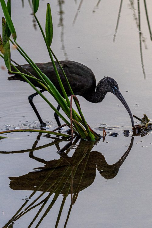 juvenile Glossy Black Ibis - Green Cay Florida Thursday - little early - there were about 15 Juveniles
