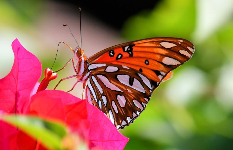 A Passion Butterfly Seeking Nectar