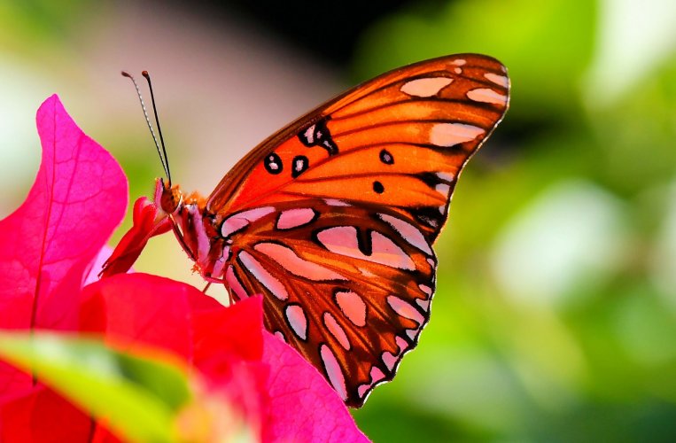 A Passion Butterfly Seeking Nectar